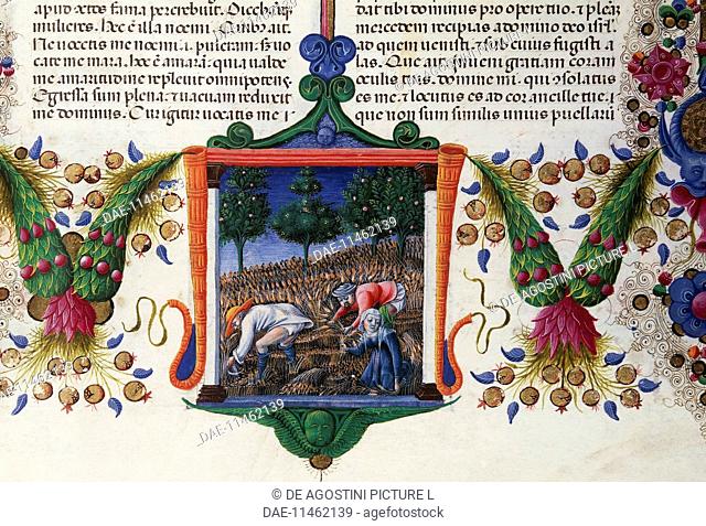 Ruth gleaning in Boaz's field, from the Bible of Borso d'Este, illuminated by Taddeo Crivelli (1425-1479) and others, Latin manuscript 422-423, parchment