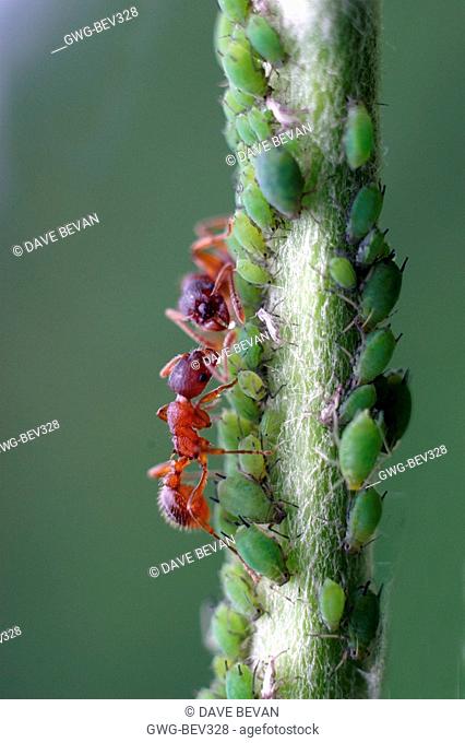 COMMON RED ANT MYRMICA RUBRA MILKING APHIDS