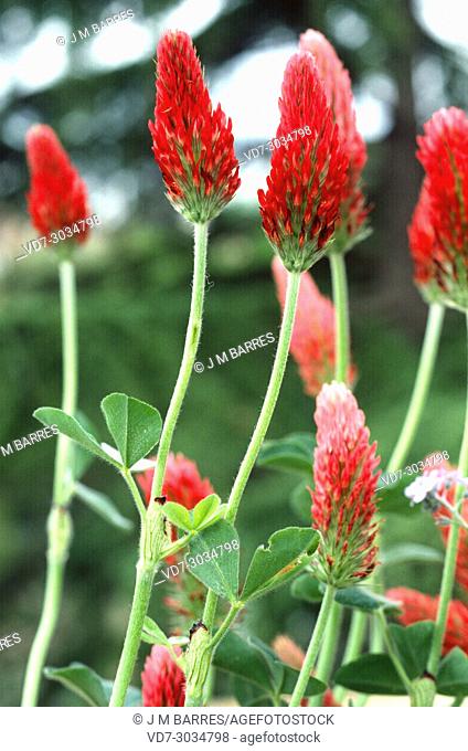 Crimson clover or italian clover (Trifolium incarnatum) is an annual herb native to central and southern Europe. This photo was taken in Montseny Biosphere...