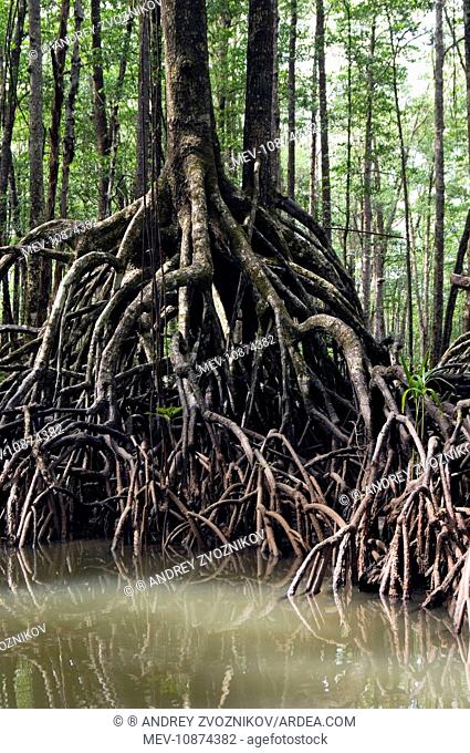 Mangrove forest in the valley of a river in Sabang National Park. Sabang, Palawan, Philippines. February