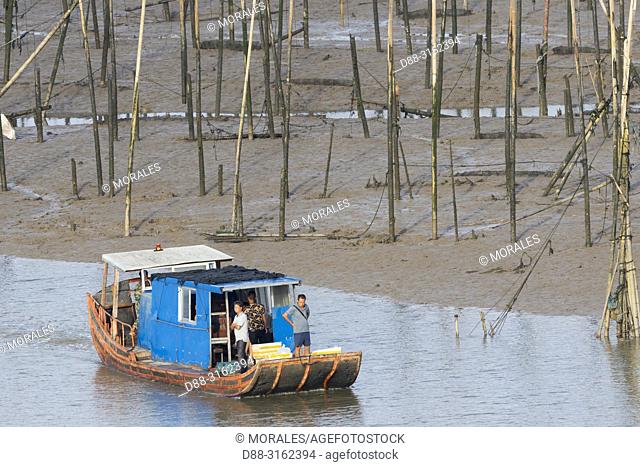 China, Fujiang Province, Xiapu County, Fishing poles, Bamboos at low tide, Bamboos used for fishing, aquaculture