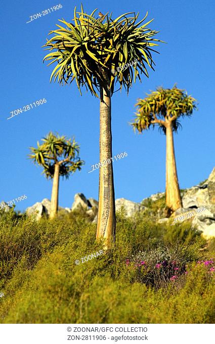 Aloe pilansii, Namaqualand, South Africa