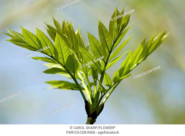 Fraxinus excelsior, Ash, Green subject