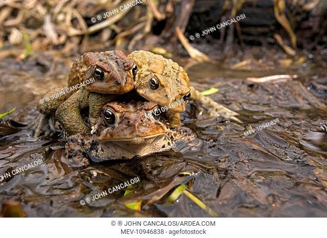 American Toad - toad ball - males attempting to mate with female New York - USA