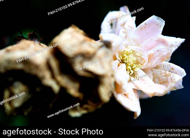 02 January 2021, Lower Saxony, Wardenburg: Withered leaves of a rose in a garden, taken in dreary winter weather. Photo: Hauke-Christian Dittrich/dpa