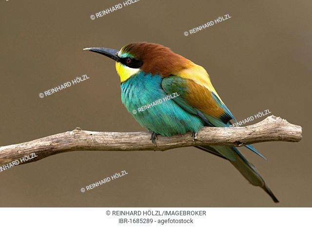 Bee-eater (Merops apiaster), Pinkafeld, Burgenland, Austria, Europe