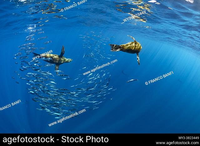 California Sea Lion (Zalophus californianus) and Striped marlin (Kajikia audax) feeding on. sardine's bait ball (Sardinops sagax), Magdalena Bay