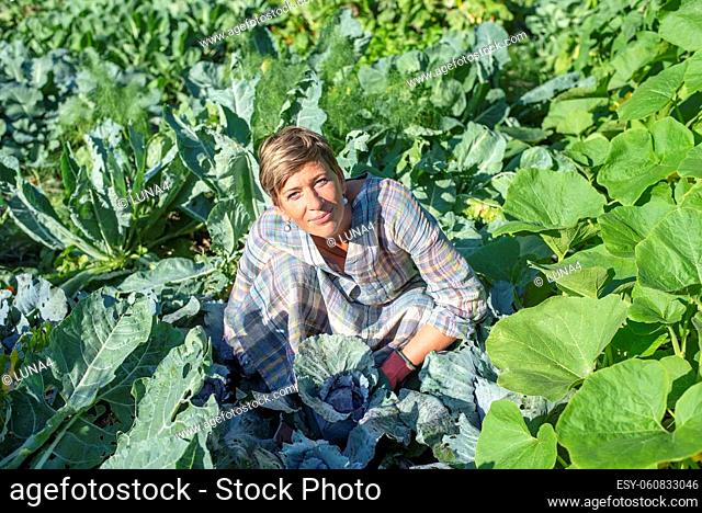 woman with red cabbage in the garden