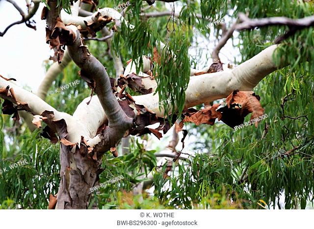 eucalyptus tree in tropical rainforest, Australia, Queensland, Cape York Peninsula, Iron Range National Park