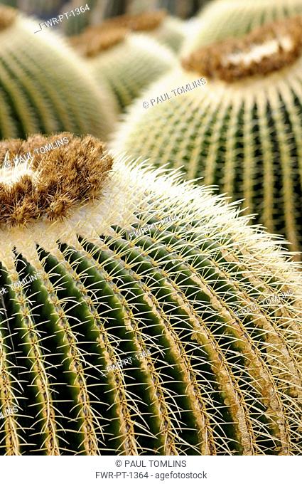 Cactus, Golden barrel cactus, Echinocactus grusonii, Cropped view of several plants with spikey spines on the many ribs, one with tiny pieces of white fluff...