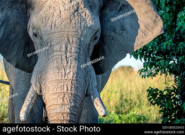 Close up of an old Elephant bull in the Chobe National Park, Botswana