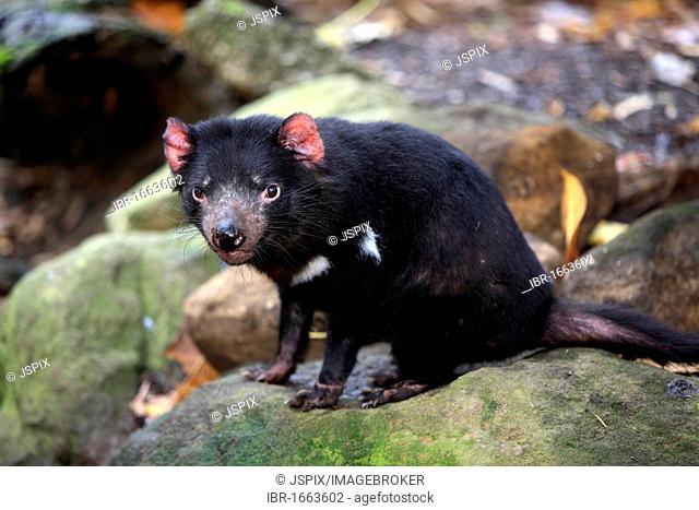 Tasmanian devil (Sarcophilus harrisii), adult, Australia