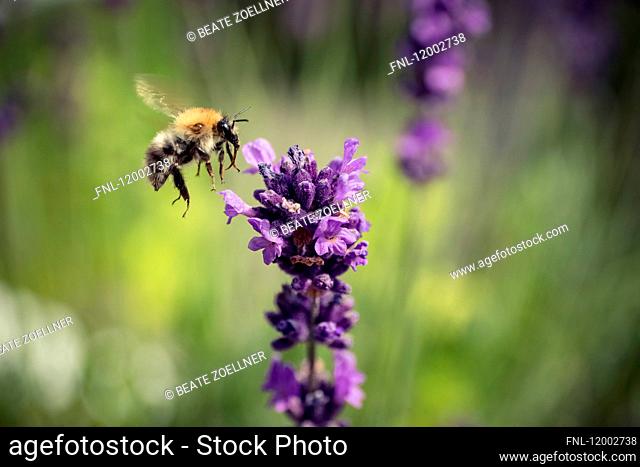 Common carder bee, Bombus pascuorum, Schleswig-Holstein, Germany, Europe