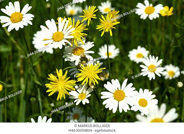 Meadow, florid, flower meadow, Margerite, Pippau, Leucanthemum vulgare, Crepis biennis, blossom, Compositae, compounds, Asteraceae, knows, yellow, flower