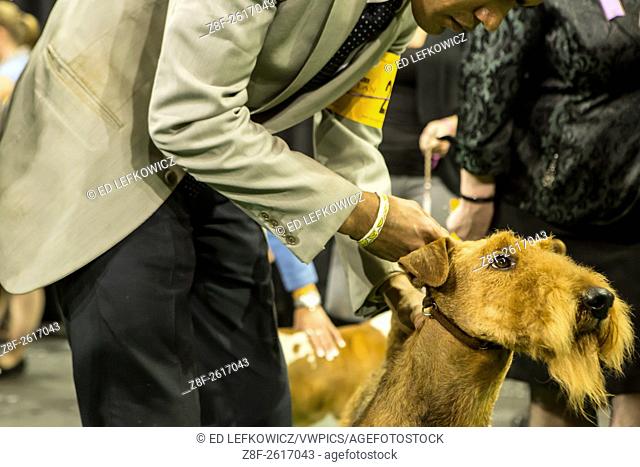 New York, NY - 16 February 2016. An eager Airedale terrirr and its handler about to enter the ring at the 140th Westminster Kennel Club Dog show in Madison...