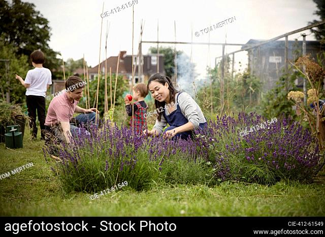 Happy woman gardening at lavender plant in garden