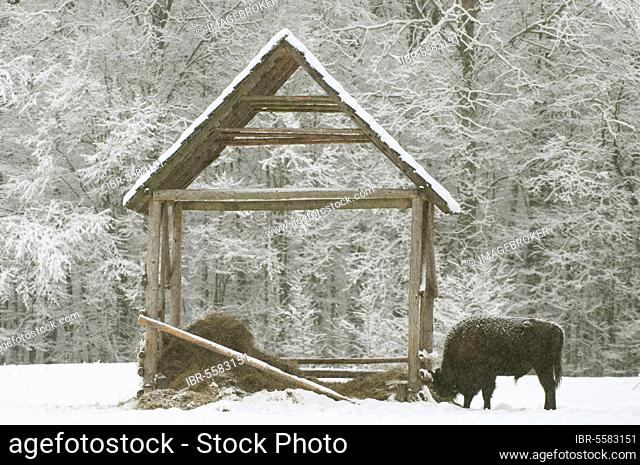 European bison (Bison bonasus), adult male, at the feeding station on a snow-covered meadow at the edge of the forest habitat, Bialowieza N. P
