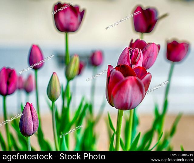 A close up view of dreamy ethereal purple tulips