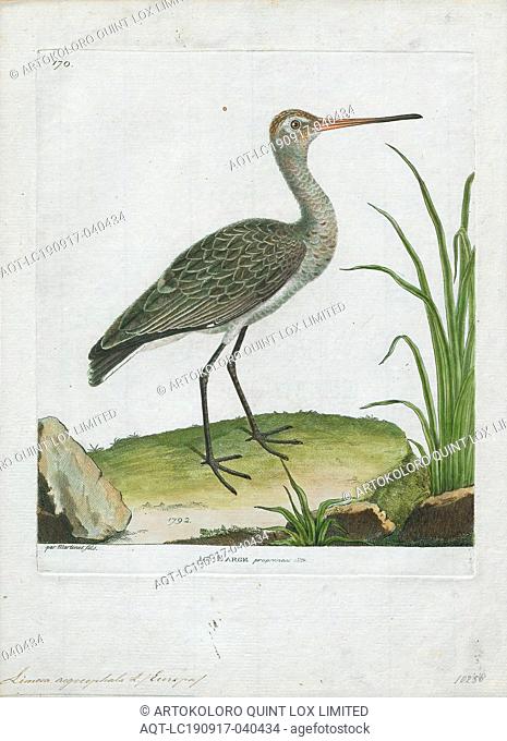 Limosa aegocephala, Print, Godwit, The godwits are a group of large, long-billed, long-legged and strongly migratory waders of the bird genus Limosa