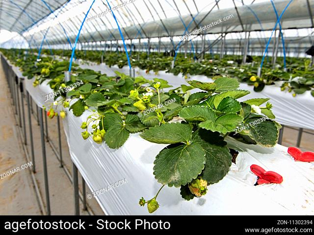 Hors-Sol-Anbau von Erdbeeren im Gewächshaus, mongolisch-japanisches Gemeinschaftsunternehmen Everyday Farm LLC, Songino Khairkhan
