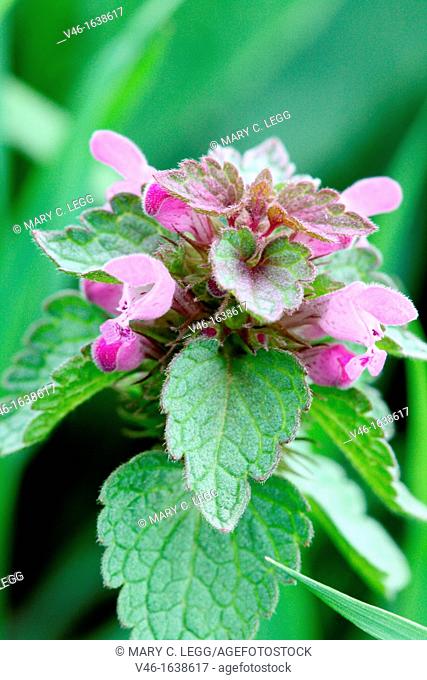 Spotted Deadnettle, Lamium maculatum  Simila to red deadnettle, but the lip of the flower is spotted  Plant varies in color from light pinks to purplish  Tall...