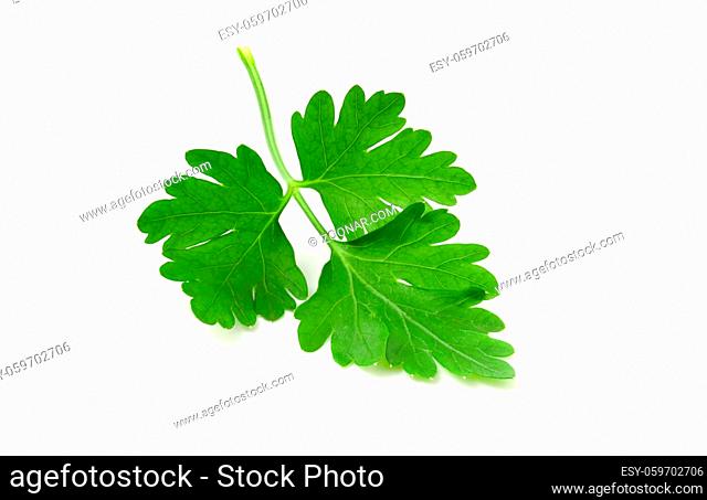 Leaf of fresh parsley. Greens isolated on white background