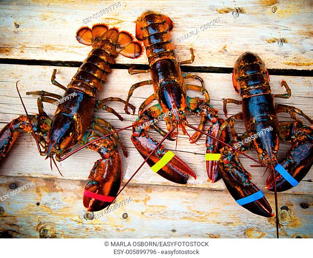 Three maine lobsters on a wooden deck