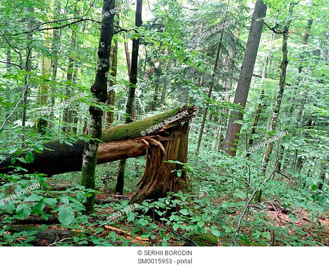 Broken tree beech in leafs forest on mountain slope nature