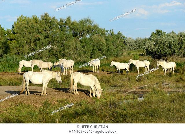 Europe, France, Languedoc- Roussillon, Camargue, horses, white horse, grey horse, animal, Saintes Maries de la Mer