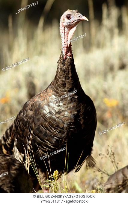 Wild Turkey (Meleagris gallopavo) - Rocky Mountain National Park, Estes Park, Colorado, USA