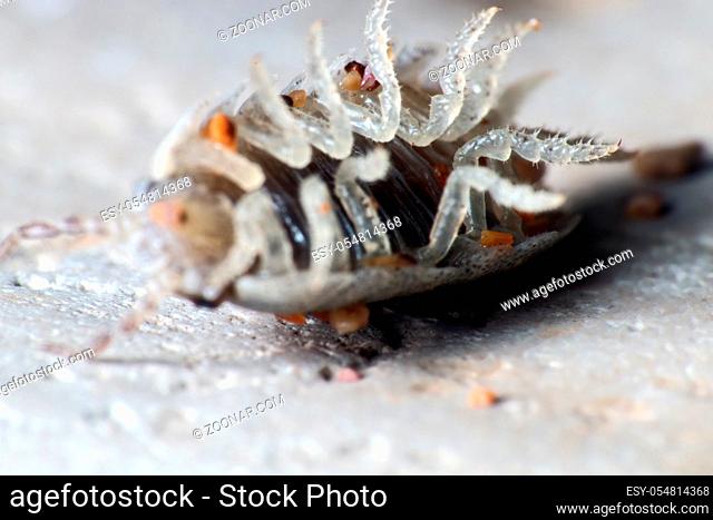 Insect Common woodlice in the form of a ball, a reaction to danger. Super macro, isolated on white background, colorful picture in detail