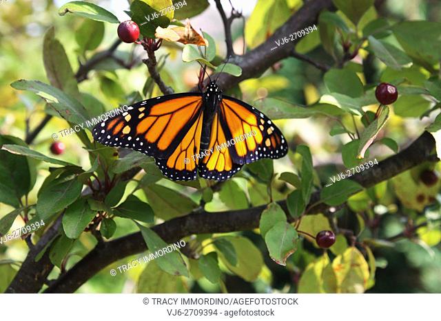 Close up of a male Monarch butterfly with wings spread resting in a Malus Prairifire Crabapple tree in Trevor, Wisconsin, USA