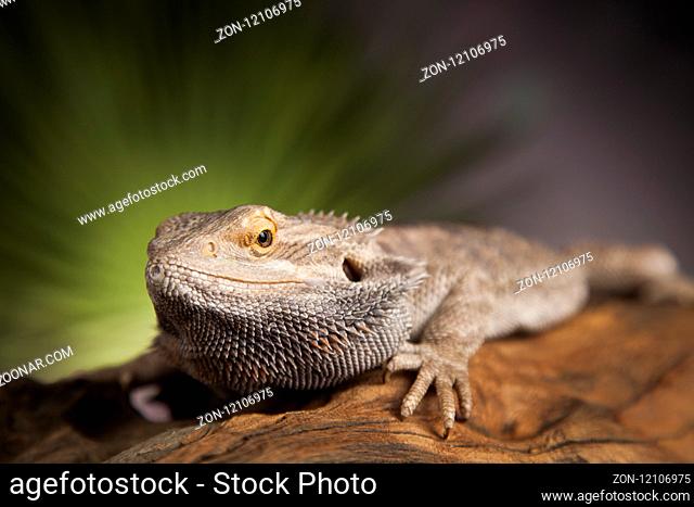 Root Bearded Dragon, Agama Lizard
