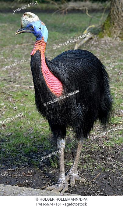 A golden-necked cassowary at the Weltvogelpark bird park in Walsrode, Germany, 16 March 2016. The park houses more than 4000 birds from around 675 different...