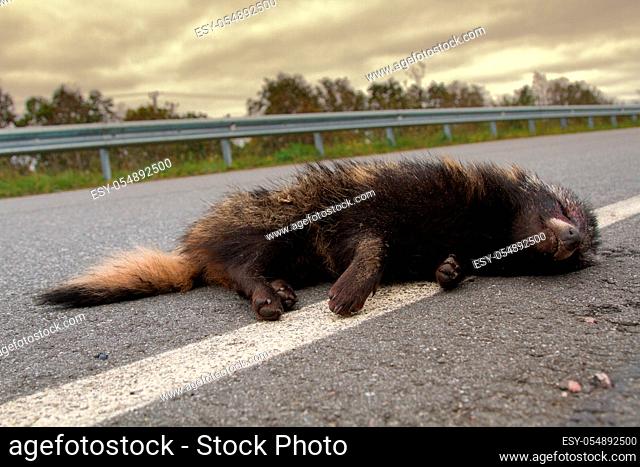 The grin of death. This Racoon dog (Nyctereutes procyonoides) was hit on the highway by a car. Car as a cause of death of different species of animals