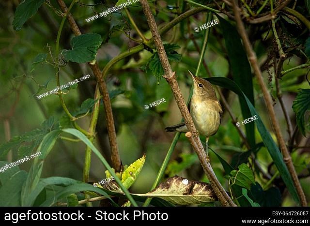 A Marsh Warbler in the wild