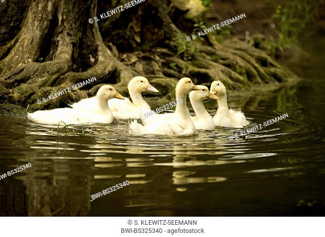 domestic duck (Anas platyrhynchos f. domestica), group of duck chicks swimming in a creek, Germany
