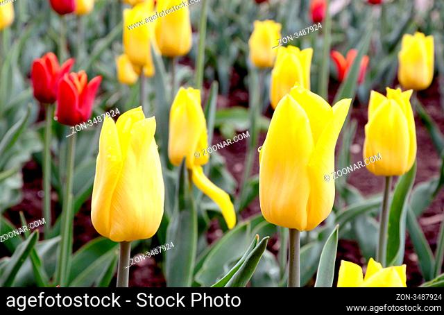 Red and yellow colored tulips in the spring garden
