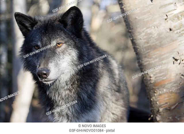 Wolf in Woods, Portrait, Kalispell, Montana, USA
