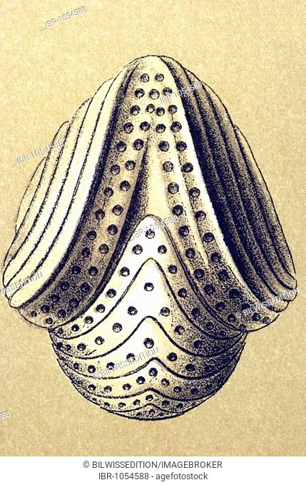 Historic illustration, tablet 12, title Talamophora, name Miliola, 16/ Orbiculina adunca, Milioloda familiy, Ernst Haeckel, Artforms of Nature