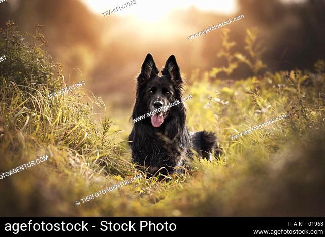 black German Shepherd