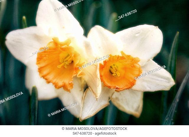 Daffodil (Narcissi). Narcussus hybrid. March 2006, Maryland, USA