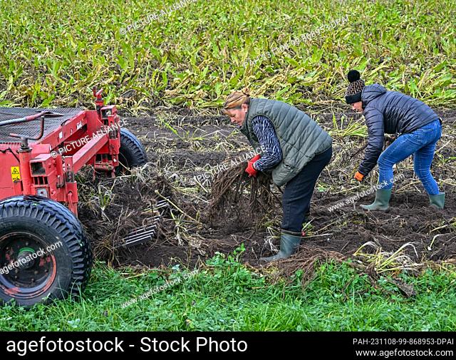 08 November 2023, Brandenburg, Lübbenau: Harvest workers from the Spreewald vegetable farm take freshly harvested horseradish roots out of the ground behind a...