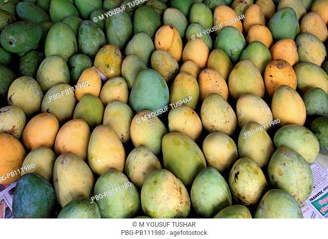Mangoes are a popular summer fruit in Bangladesh Rajshahi
