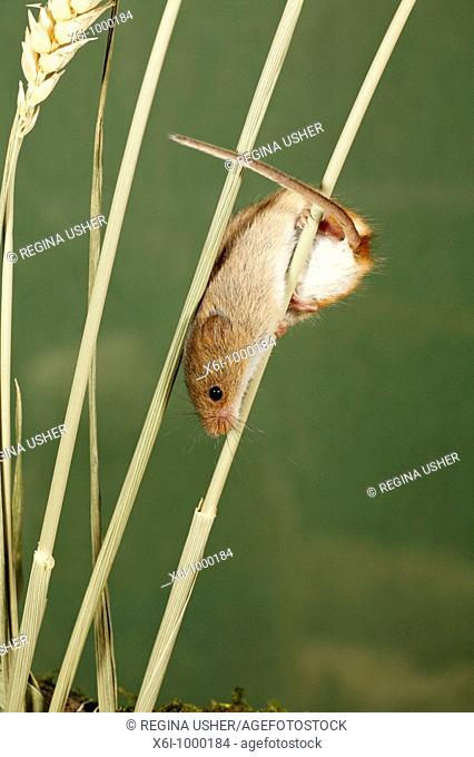 Harvest Mouse Micromys minutus, climbing using prehensile tail, between wheat stalks