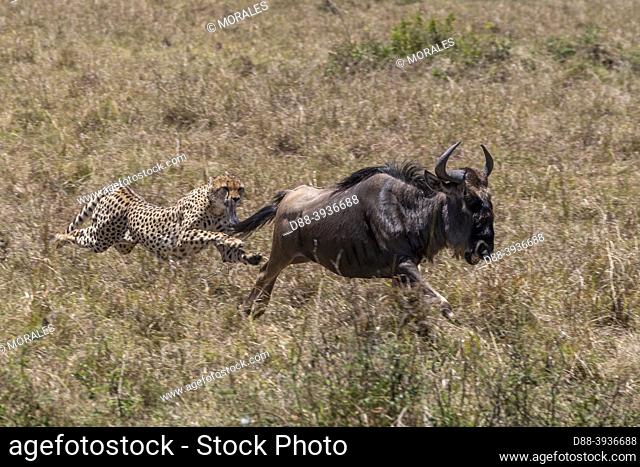 Africa, East Africa, Kenya, Masai Mara National Reserve, National Park, Cheetah (Acinonyx jubatus), hunting a wildebeest