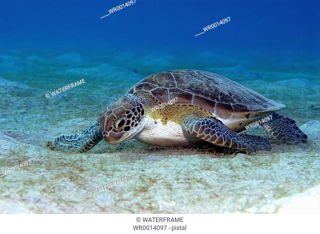 Green Sea Turtle, Chelonia mydas, Caribbean Sea, Netherland Antilles, Aruba