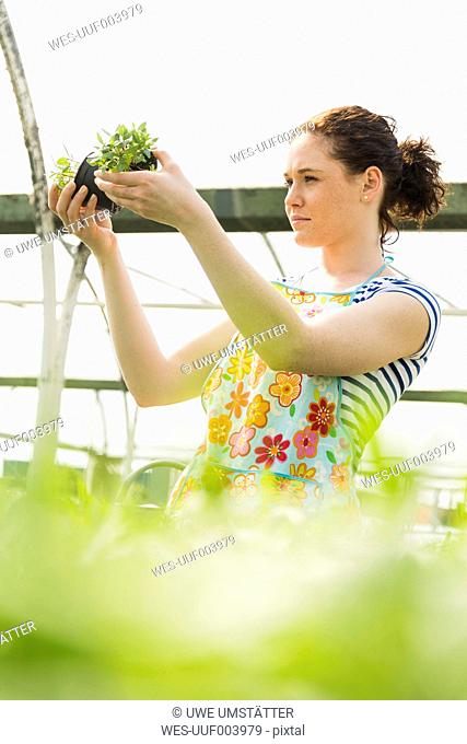 Young female gardener working in plant nursery