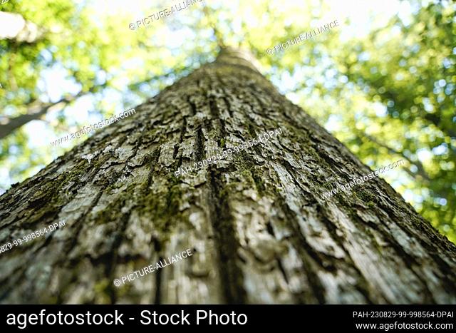 PRODUCTION - 10 August 2023, Rhineland-Palatinate, Johanniskreuz: A centuries-old oak tree stands in a wooded area of the Johanniskreuz forestry office