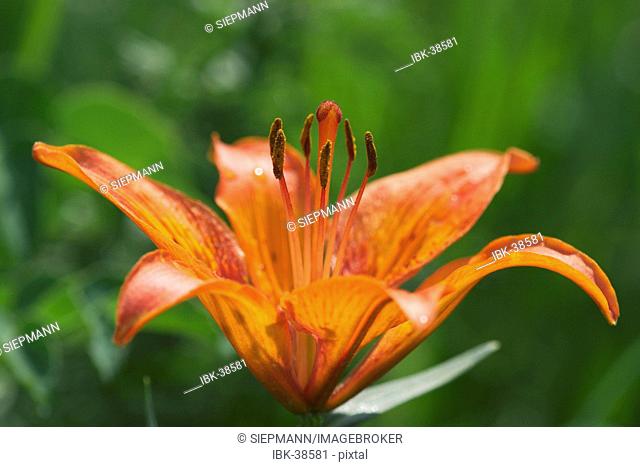 Orange lily - fire lily - ( Lilium bulbiferum ) - The gorgeous orange lily of the European Alps. In July the orange flowers stand out for miles in the maturing...